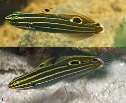 Rainford Goby Hybrid