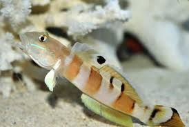 Tiger Goby