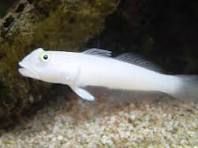 White Goby 