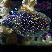 Betta Marine Grouper