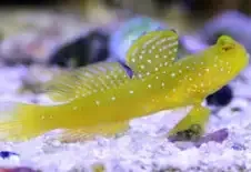 Yellow Goby