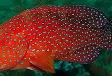 Miniata Grouper