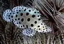 Panther Grouper 