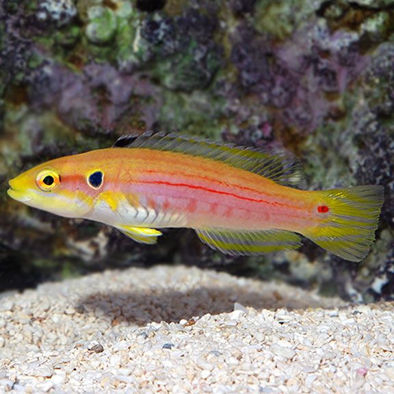Golden 2 Spot Hogfish