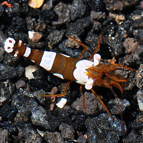 Anemone Shrimp