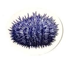 Blue Urchin