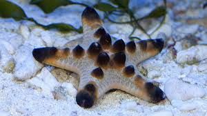 Chcotlate Star