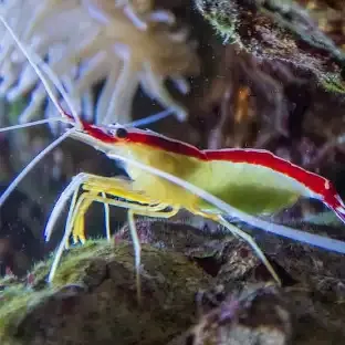Cleaner Shrimp