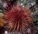 Red Urchin