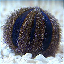 Tuxedo/Pumpkin Urchin