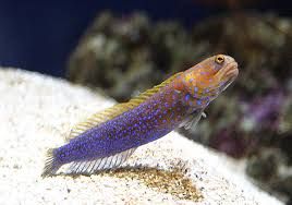Blue Spot Jawfish