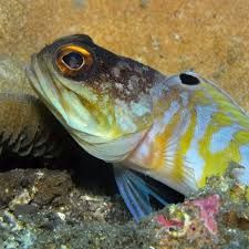 Yellow Speckled Jaw Fish