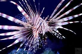 Volitan Lion Fish