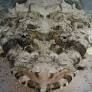 Crocodile Fish