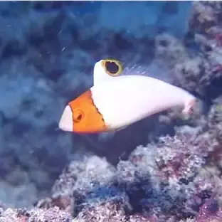 Bi Color Parrot Fish MD