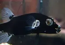 Black Dogface Puffer Lg