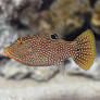 Blue Spot Puffer