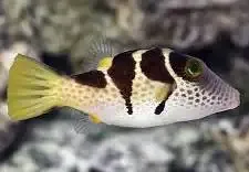 Saddle Puffer