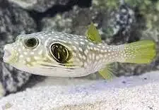 Stars And Stripe Puffer S