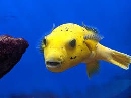 Yellow Dogface Puffer XLG