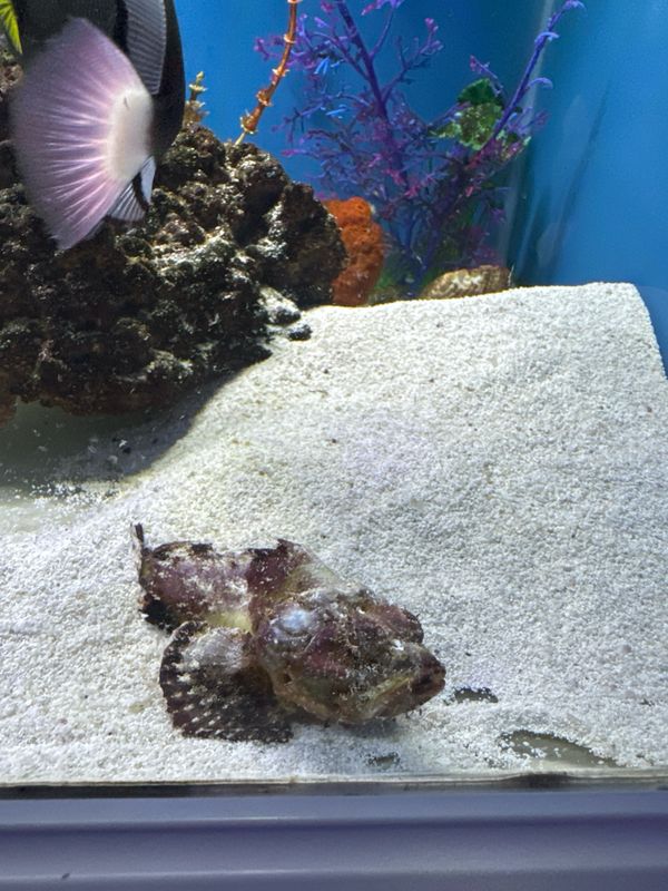 Flashing Scorpion Fish