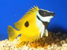 Foxface S