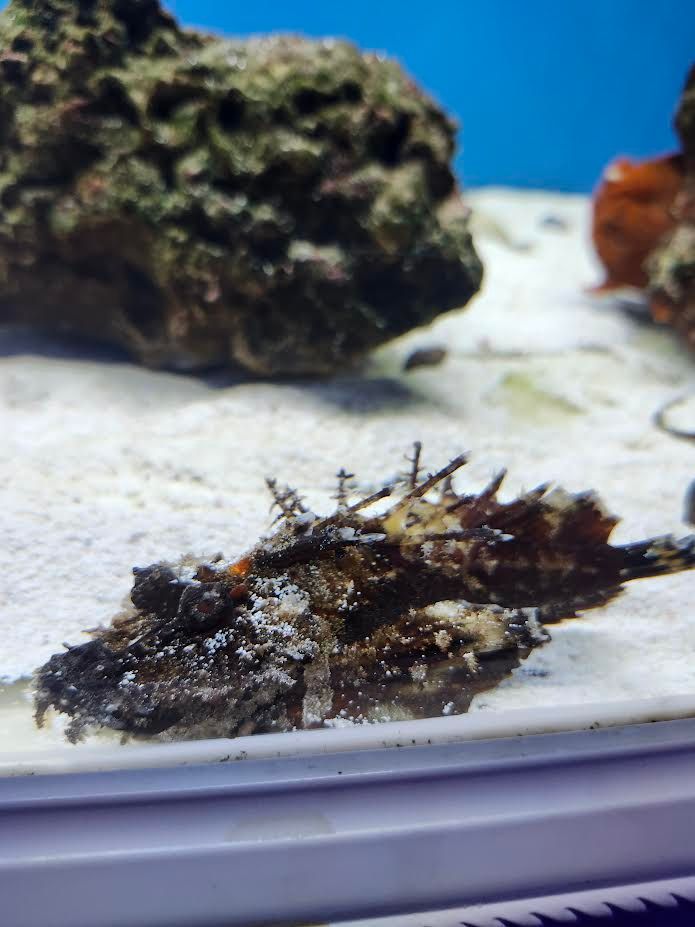 Sea Goblin