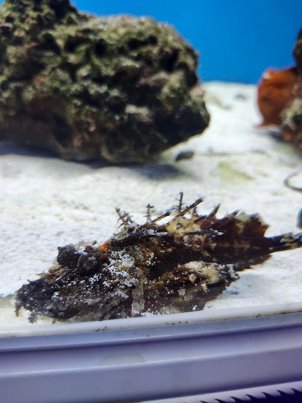 Sea Goblin