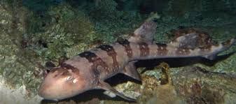 Bamboo Sharks