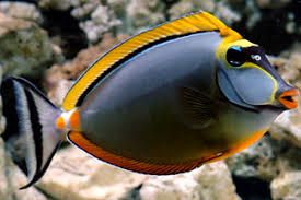 Blonde Naso Tang MD