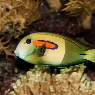 Orange Shoulder Tang JUV