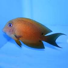 Blue Eye Tang MD