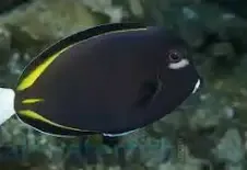 Gold Rim Tang