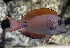 Lavender Tang