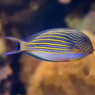 Clown Tang M