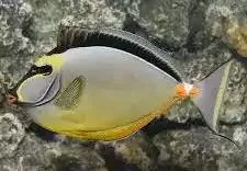 Naso Tang SM