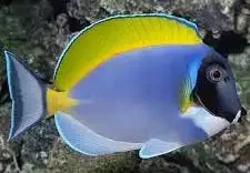 Powder Blue Tang