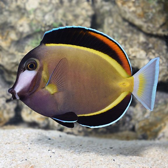 Powder Brown Tang LG