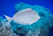 Unicorn Tang M