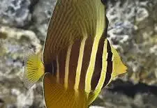 Sailfin Tang