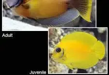 Yellow Mimic Tang