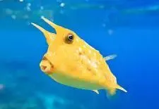 Long Horn Cowfish M