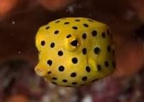 Yelow Trunkfish S