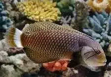 Dragon Wrasse
