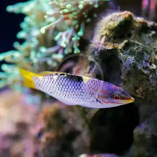 Checkerboard Wrasse M