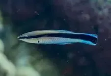 Cleaner Wrasse