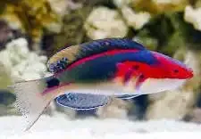 Exquisite Wrasse
