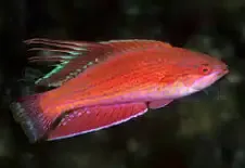 Flasher Wrasse
