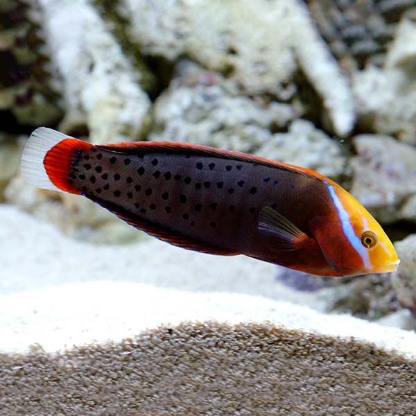 Formusa Coris Wrasse Lg Adult