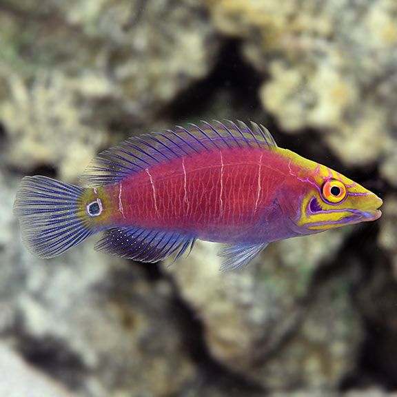 Mystery Wrasse M